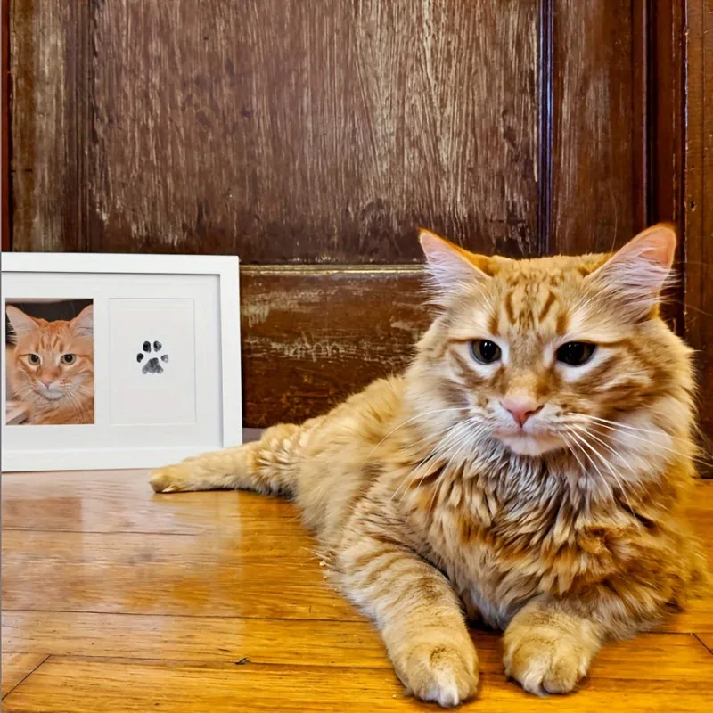 Pet Paw Print Kit With 1 Ink P - Footprint Ink Kit recension och pris